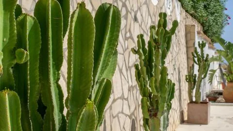 Cactuses in the sun Stock Photos
