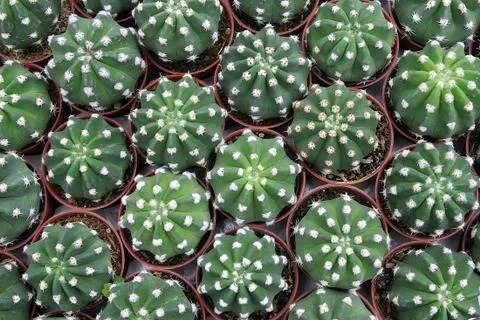 Cactuses Top View Stock Photos