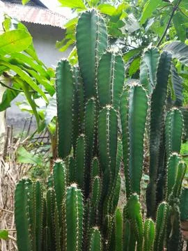 Cactuses in village nature. The Cactus plant Fotos Stock