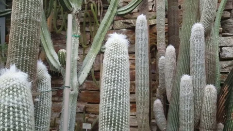 Cactuses with white fuzz close up inside Berlin botanical garden greenhouse Vídeos de archivo 76276085