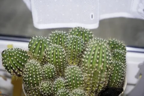 Cactuses on the windowsill in the storage room are frugal Stock Photos