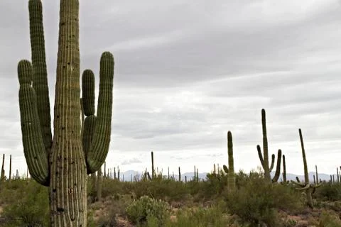Cactusus in the desert Stock Photos