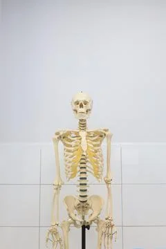 Cadaver workshop surgery Foto stock