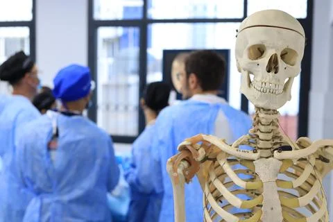 Cadaver workshop surgery Foto stock