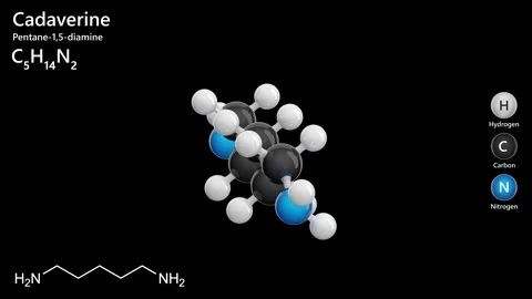 Cadaverine. 3D model of a molecule. C5H14N2. Black background. 3D render 스톡 동영상 296225637