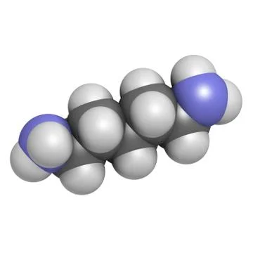 Cadaverine molecule Stock Illustration