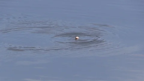 Caddis fly dancing on the water Stock Footage 85823202