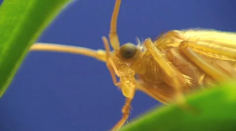 Caddis fly. Stock Footage 53300473