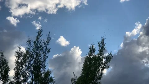 Caddis Hatch on the Madison River 스톡 동영상 135914021
