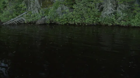 Caddis hatch, Newfoundland 库存影片 36471734