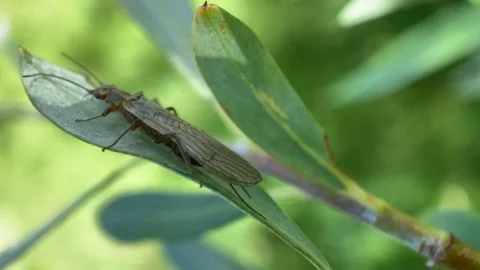 Caddis Macro Super Close Up 스톡 동영상 135944674