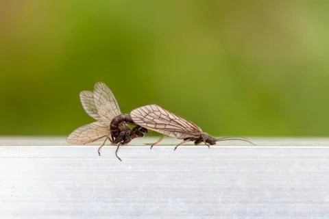 Caddis - Trichoptera - mating Photos