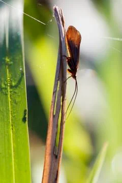 Caddis - Trichoptera Photos