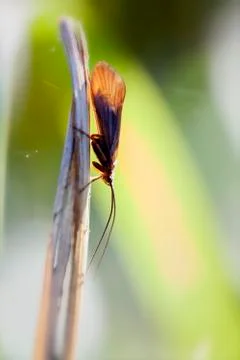 Caddis - Trichoptera Фото