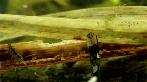 Caddisfly larva (Phryganea sp.) Video stock 295896754