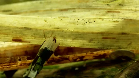 Caddisfly larva (Phryganea sp.) Video stock 295896785