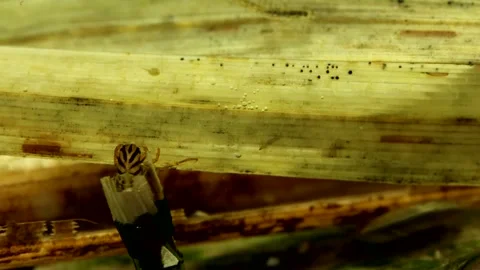Caddisfly larva (Phryganea sp.) Video stock 295896800