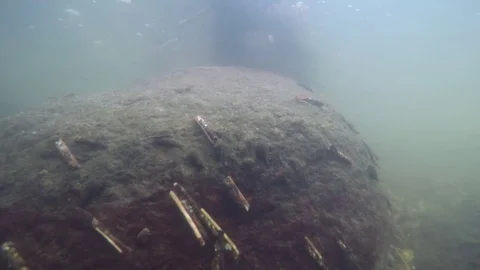 Caddisfly larva in the river Stock Footage 80424404