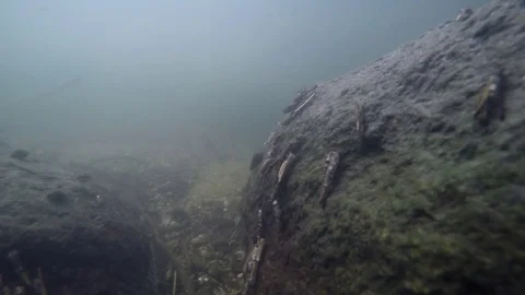 Caddisfly larva on the stone underwater Stock Footage 80424032