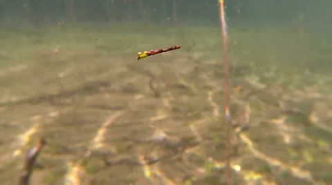 Caddisfly larva swimming with a case Video stock 44309217