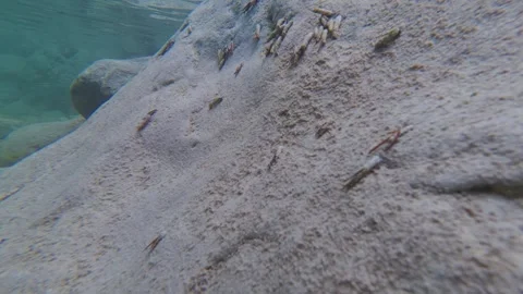 Caddisfly Larvae Crawling on Riverbed Rocks in Soča River Stock Footage 340846025