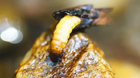 Caddisfly Larvae Видео 11129967