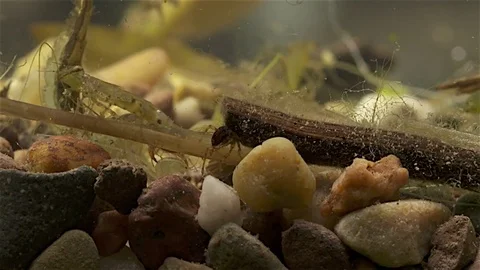 Caddisfly larvae Stock Footage 80652097
