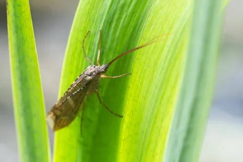 Caddisfly on leaf, this insect is often imitated for fly-fishing Stock Photos