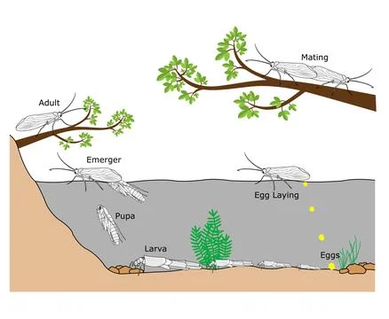 Caddisfly Lifecycle Illustration Illustrazione stock