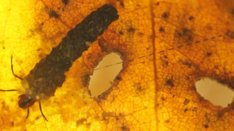 Caddisfly Nymph Stock Footage 32173312