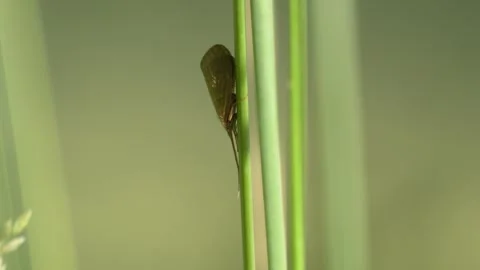 Caddisfly Resting on Reed Stem - 4K Wildlife Slow Motion Shot Stockbeeldmateriaal 336186563