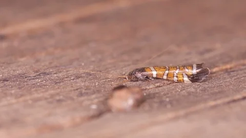 Caddisfly shaking its antenna Stock Footage 89226789