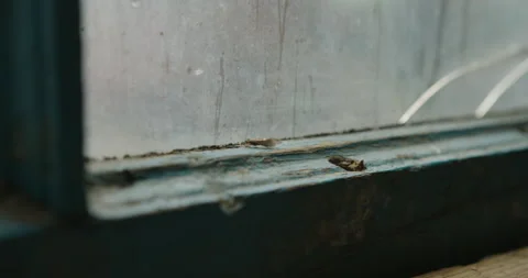 Caddisfly trapped in dirty window 動画素材 239347329