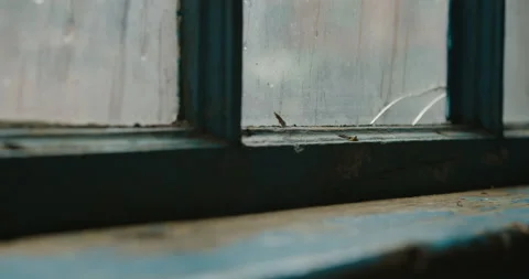 Caddisfly trapped in dirty window 動画素材 239349756