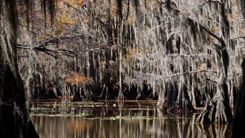 Caddo Stock Footage ~ Royalty Free Stock Videos | Pond5