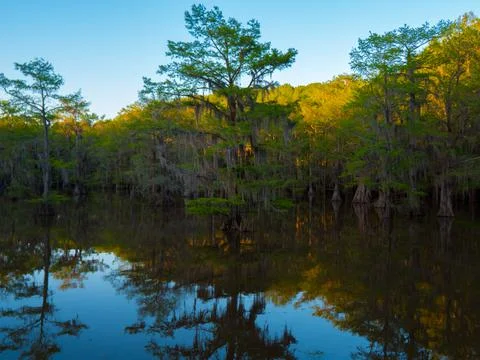 Caddo Lake Tree Stock Photos