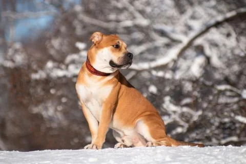 Cadebo red dog sitting in a winter park Stock Photos