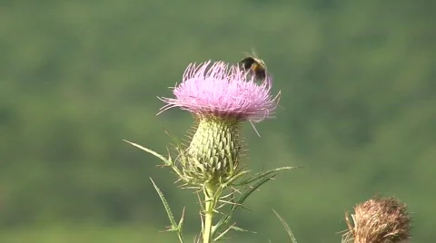 Cades Cove Bee Stock Footage 714002