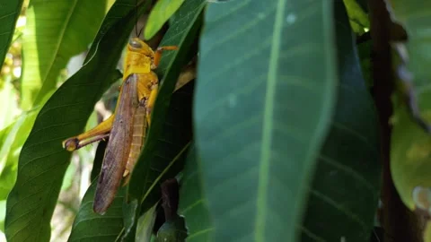 Caelifera or grasshopper is eating leaf Video stock 220248283