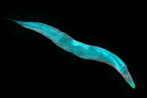 Caenorhabditis elegans. Fluorescence micrograph. Stock Illustration