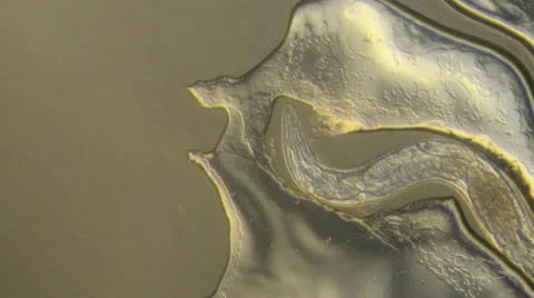 Caenorhabditis elegans Stock Footage 23113440