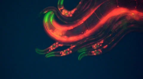Caenorhabditis elegans Stock Footage 23113551