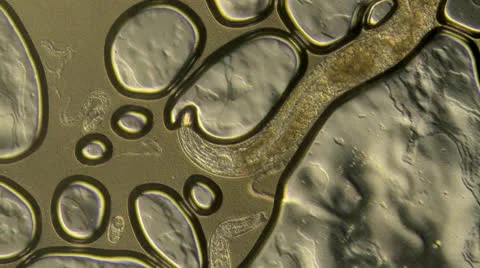 Caenorhabditis elegans Stock Footage 23113575