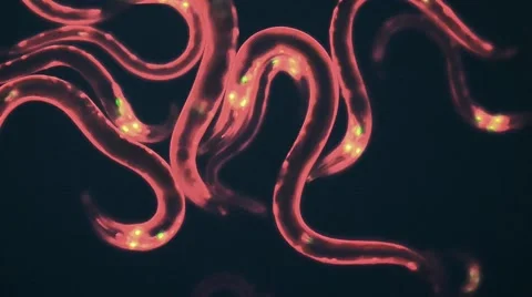 Caenorhabditis elegans Stock Footage 49624229