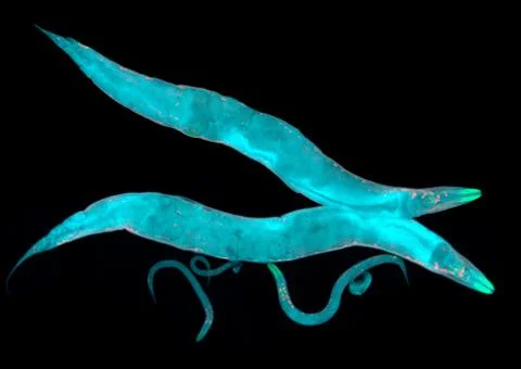 Caenorhabditis elegans Stock Photos