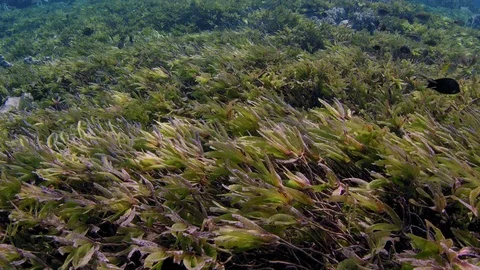 Caera track over seeweed Stock Footage 83955571