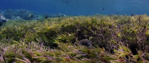 Caera track over seeweed Stock Footage 83976053