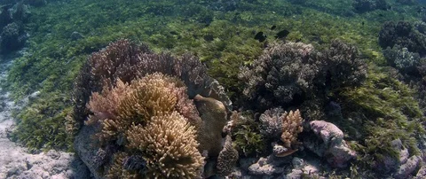 Caera track over seeweed Vídeo Stock 83977969