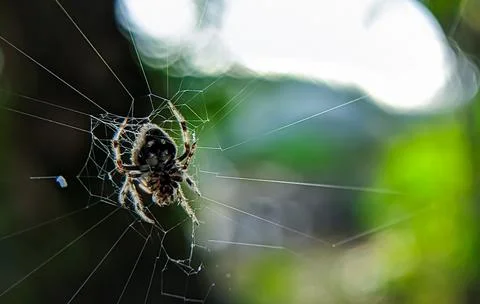 Caerostris darwin spider. Stock Photos