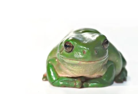 Caerula sitting Stock Photos
